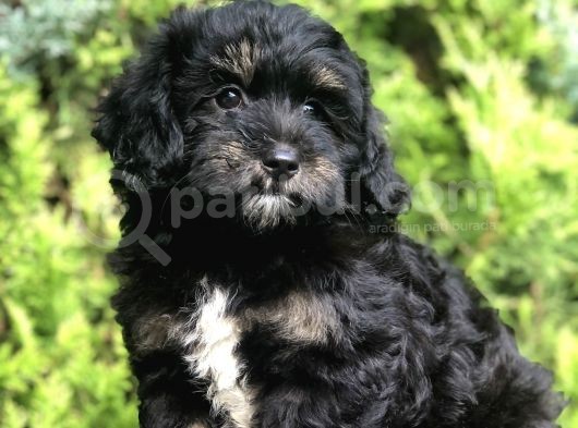 Özel Renk Yapısı Ile Phantom Poodle Yavrumuz görsel
