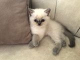 Evde Doğup Yetişmiş Safkan Britishshorthair Bluepoınt Yavrular