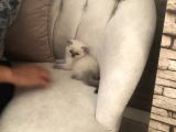 Evde Doğup Yetişmiş Safkan Britishshorthair Bluepoınt Yavrular