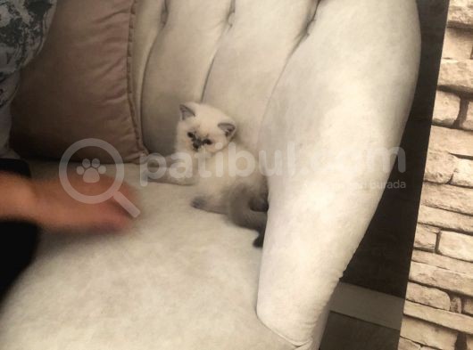 Evde Doğup Yetişmiş Safkan Britishshorthair Bluepoınt Yavrular görsel