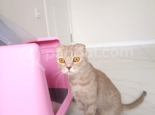 Lilac 1,5 Yaşinda Di̇şi̇