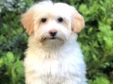 Wc Eğitimli Gold Morkie Yavrumuz