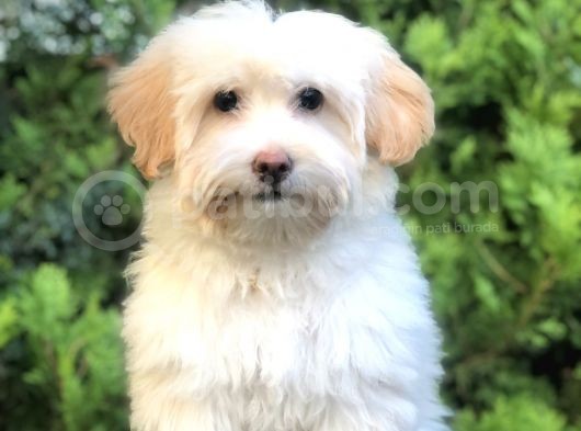 Wc Eğitimli Gold Morkie Yavrumuz görsel