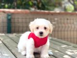 Anne Altından Maltese Terrier Dişi