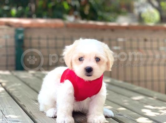 Anne Altından Maltese Terrier Dişi