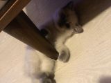 Evde Doğup Yetişmiş Safkan Britishshorthair Bluepoınt Yavrular