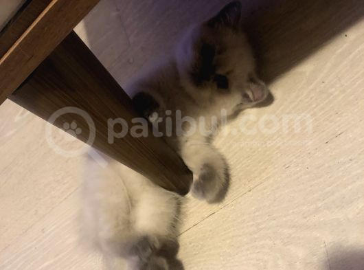 Evde Doğup Yetişmiş Safkan Britishshorthair Bluepoınt Yavrular görsel