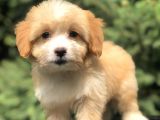 Coffee Cream Maltıpoo Yavrumuz