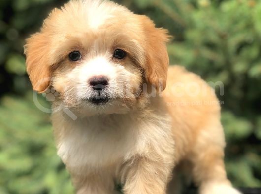 Coffee Cream Maltıpoo Yavrumuz