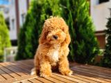 Toy Poodle Yavru 5 Aylık Erkek