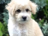 Sütlü Köpüklü Maltıpoo
