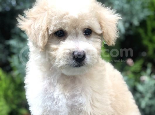 Sütlü Köpüklü Maltıpoo görsel
