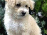 Sütlü Köpüklü Maltıpoo