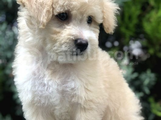 Sütlü Köpüklü Maltıpoo görsel