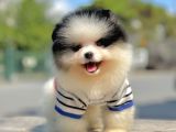 Ab Pasaportlu Pomeranian Erkek Yavrumuz