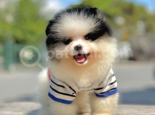 Ab Pasaportlu Pomeranian Erkek Yavrumuz görsel