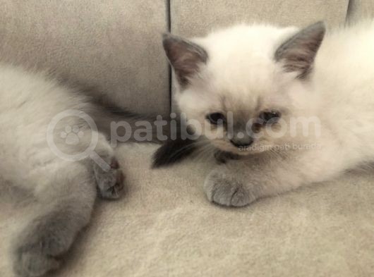 Evde Doğup Yetişmiş Safkan Britishshorthair Bluepoınt Yavrular görsel