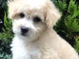 Sütlü Köpüklü Maltıpoo
