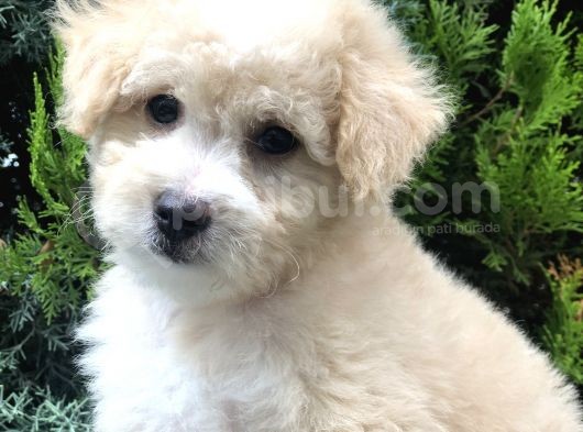 Sütlü Köpüklü Maltıpoo görsel