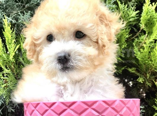 Apricot Toy Poodle Yavrumuz