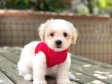 Anne Altından Maltese Terrier Dişi
