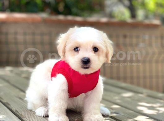 Anne Altından Maltese Terrier Dişi görsel