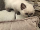 Evde Doğup Yetişmiş Safkan Britishshorthair Bluepoınt Yavrular