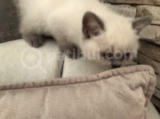 Evde Doğup Yetişmiş Safkan Britishshorthair Bluepoınt Yavrular görsel