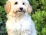 Wc Eğitimli Gold Morkie Yavrumuz