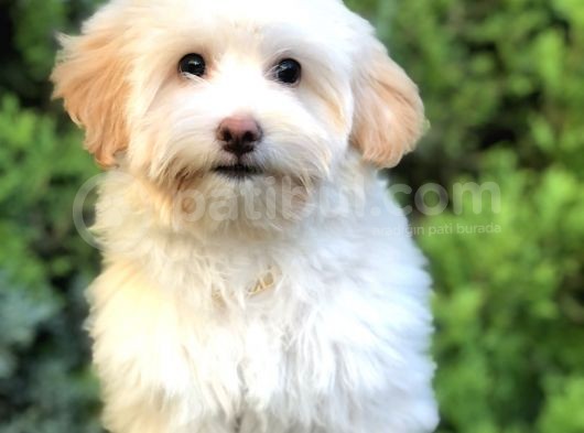 Wc Eğitimli Gold Morkie Yavrumuz