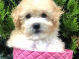 Apricot Toy Poodle Yavrumuz