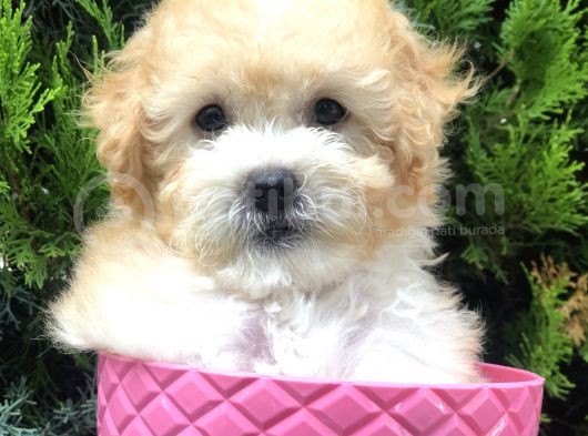 Apricot Toy Poodle Yavrumuz görsel