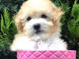 Apricot Toy Poodle Yavrumuz