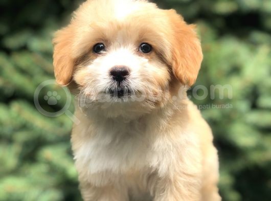 Coffee Cream Maltıpoo Yavrumuz görsel