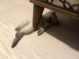 Evde Doğup Yetişmiş Safkan Britishshorthair Bluepoınt Yavrular