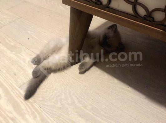 Evde Doğup Yetişmiş Safkan Britishshorthair Bluepoınt Yavrular görsel