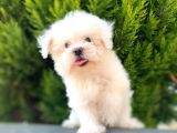 Baby Face Safkan Maltese Yavrumuz