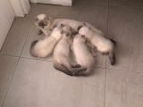 Evde Doğup Yetişmiş Safkan Britishshorthair Bluepoınt Yavrular