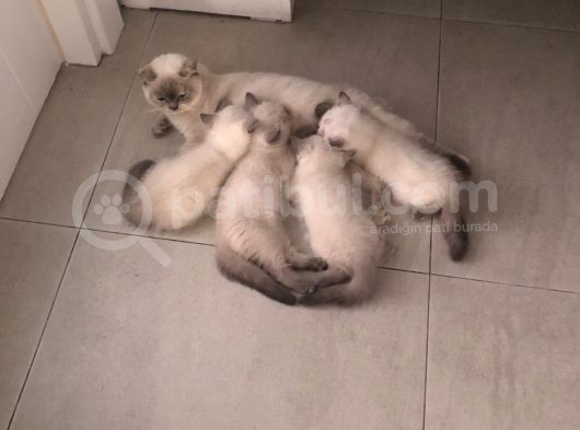Evde Doğup Yetişmiş Safkan Britishshorthair Bluepoınt Yavrular görsel