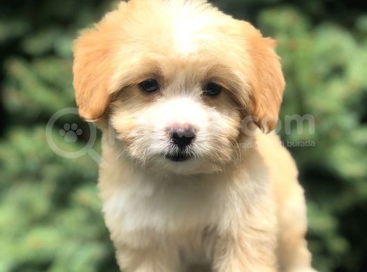 Coffee Cream Maltıpoo Yavrumuz görsel