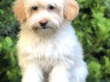 Wc Eğitimli Gold Morkie Yavrumuz