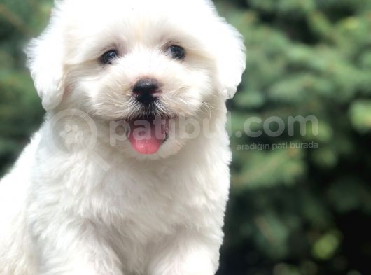 Tanıştırayım Karbeyaz Maltıpoo Yavrumuz