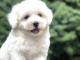 Tanıştırayım Karbeyaz Maltıpoo Yavrumuz