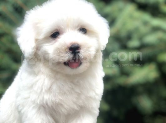 Tanıştırayım Karbeyaz Maltıpoo Yavrumuz görsel