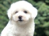 Tanıştırayım Karbeyaz Maltıpoo Yavrumuz