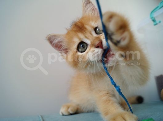 Golden Erkek Yavru görsel