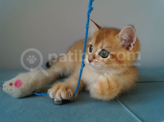 Golden Erkek Yavru görsel