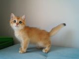 Golden Erkek Yavru