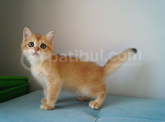 Golden Erkek Yavru