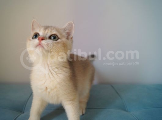 Scottish Straight Full Şecereli Erkek Yavru Kedi görsel